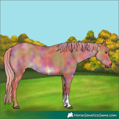 Horse Color:Nacre Red Dun Sabino 