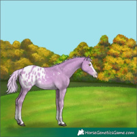 Horse Color:Watercolor White Spotted Palomino Dun Splash Appaloosa 