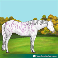 Horse Color:Watercolor White Spotted Palomino Dun Splash Blanket