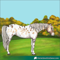 Horse Color:Chocolate Palomino Onyx Near Leopard 