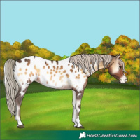 Horse Color:Chocolate Palomino Onyx Appaloosa 