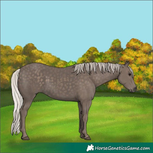 Horse Color:Silver Black 