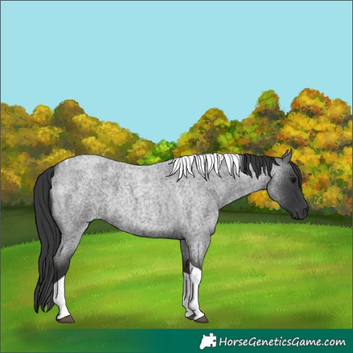 Horse Color:Blue Roan Tobiano 