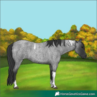 Horse Color:Blue Roan Tobiano