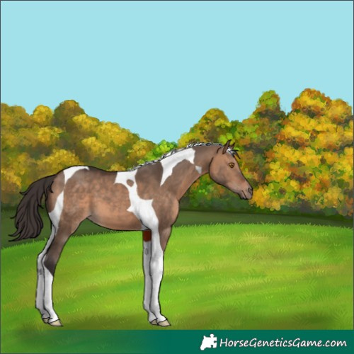 Horse Color:Bay Dun Tobiano 