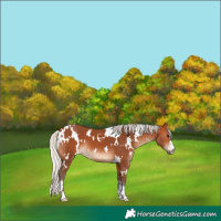 Horse Color:White Spotted Silver Bay 