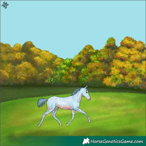 Horse Color:Watercolor Black Ice 
