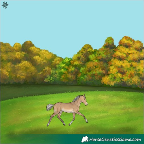 Horse Color:Silver Buckskin Dun 