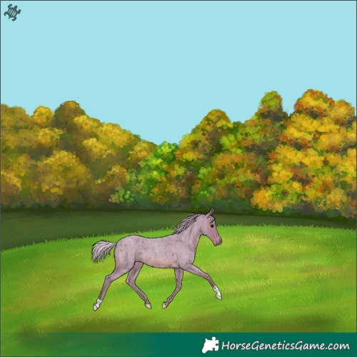 Horse Color:Watercolor Silver Blue Roan 