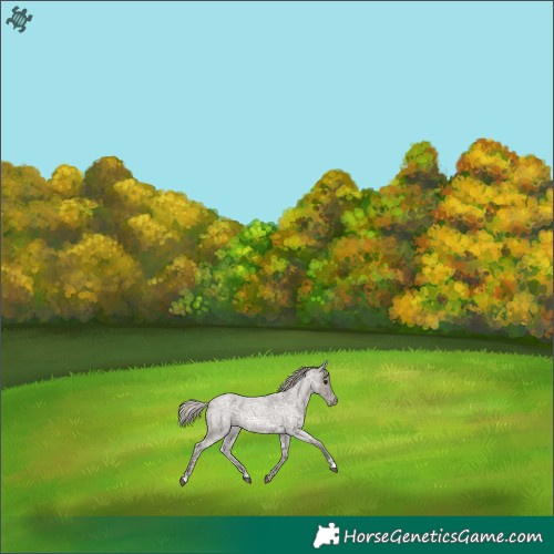 Horse Color:Silver Blue Ice Roan 