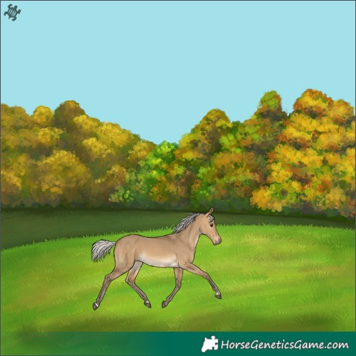 Horse Color:Silver Buckskin Dun 