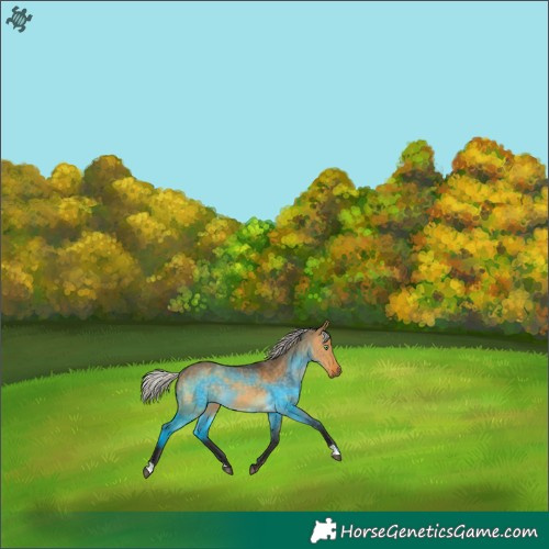 Horse Color:Silver Buckskin Dun 