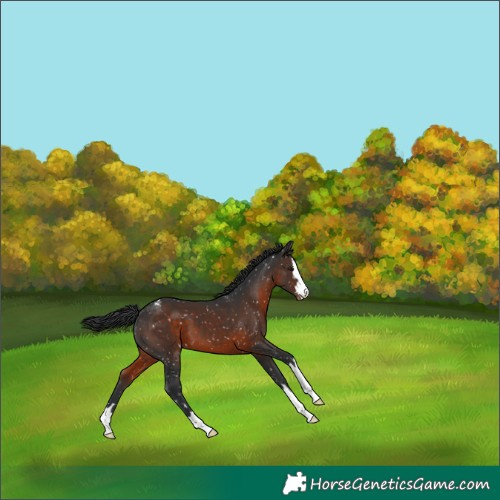 Horse Color:Brown Appaloosa 