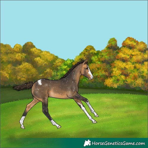 Horse Color:Buckskin Appaloosa 