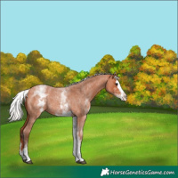 Horse Color:White Spotted Silver Bay Roan Splash 