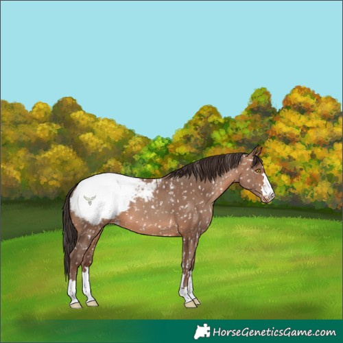 Horse Color:Sable Champagne Snowcap 