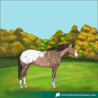 Horse Color:Sable Champagne Snowcap 
