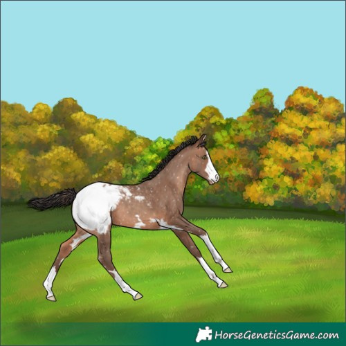 Horse Color:Sable Champagne Snowcap 
