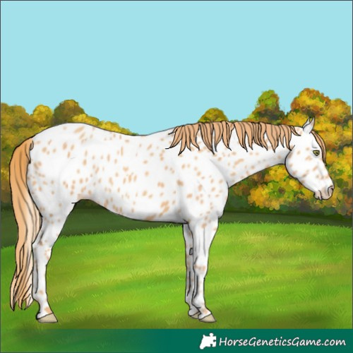 Horse Color:Gold Champagne Near Leopard
