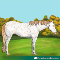 Horse Color:Gold Champagne Appaloosa 