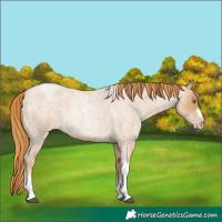 Horse Color:Red Roan Pearl Tobiano Frame 