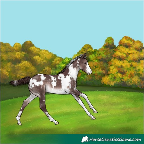Horse Color:Platinum White Spotted Chocolate Brown 