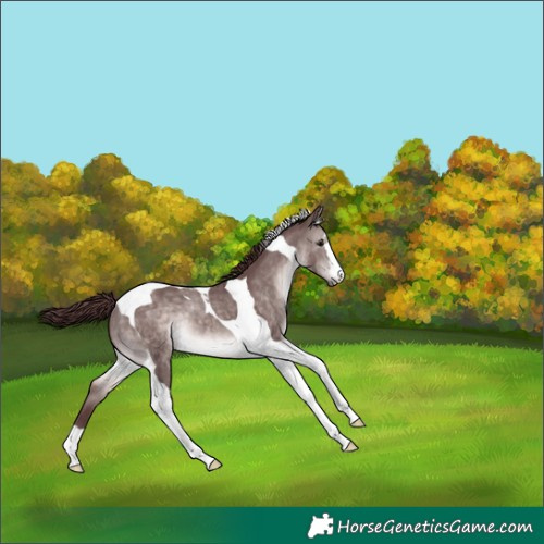 Horse Color:Platinum Chocolate Brown Dun Tobiano 