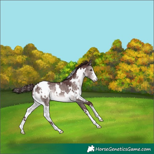 Horse Color:Platinum White Spotted Chocolate Brown Dun 