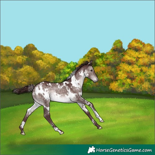 Horse Color:Platinum White Spotted Chocolate Brown Dun 