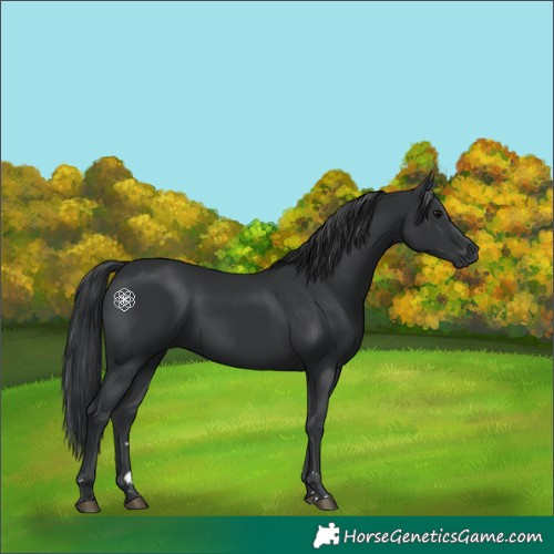 Horse Color:Black 