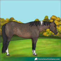 Horse Color:Brown Dun Tobiano 