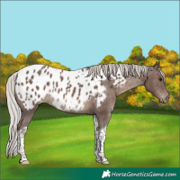 Horse Color:Silver Black Tobiano Near Leopard Rabicano 