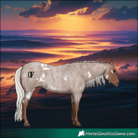 Horse Color:White Spotted Silver Blue Roan