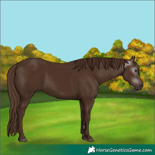Horse Color:Gray Chestnut 