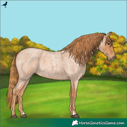 Horse Color:Red Roan 