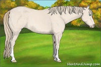 Horse Color:White Spotted Perlino Rabicano 