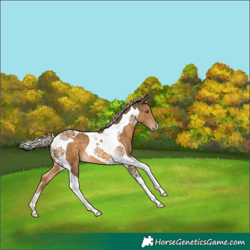 Horse Color:Chocolate Palomino Tobiano 