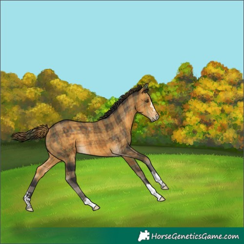 Horse Color:Plaid  Buckskin 