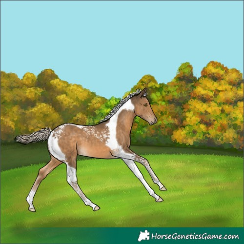Horse Color:Chocolate Palomino Tobiano 