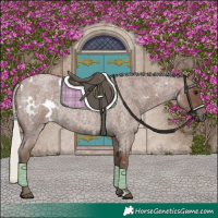 Horse Color:White Spotted Silver Blue Roan 
