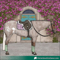 Horse Color:White Spotted Silver Blue Roan