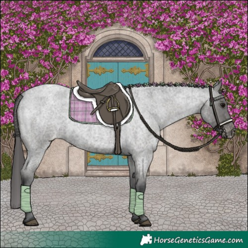 Horse Color:Blue Roan Varnish