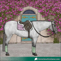 Horse Color:Blue Roan Appaloosa 