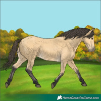 Horse Color:Buckskin 