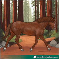 Horse Color:Chestnut 