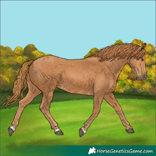 Horse Color:Chestnut 