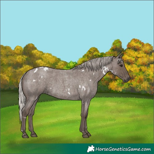 Horse Color:White Spotted Silver Blue Roan 