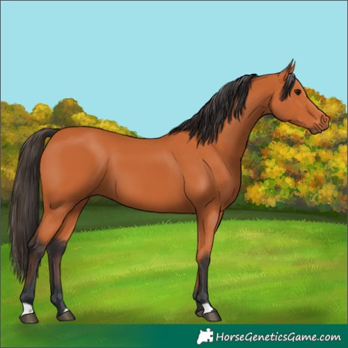 Horse Color:Bay 