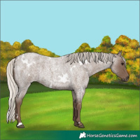 Horse Color:White Spotted Silver Blue Roan 