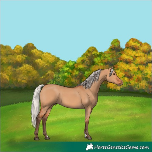 Horse Color:Silver Bay Dun